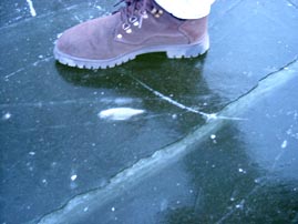 Ice on a lake with dead fish