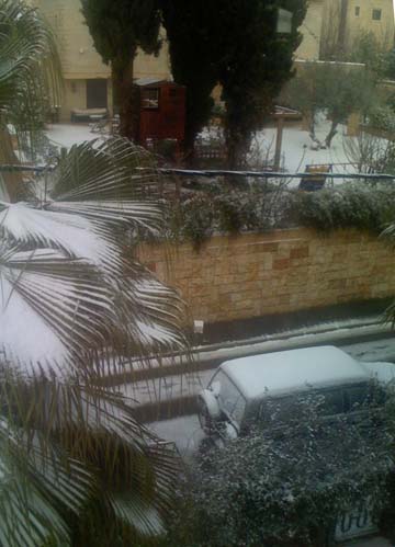 Palm tree with snow in Israel