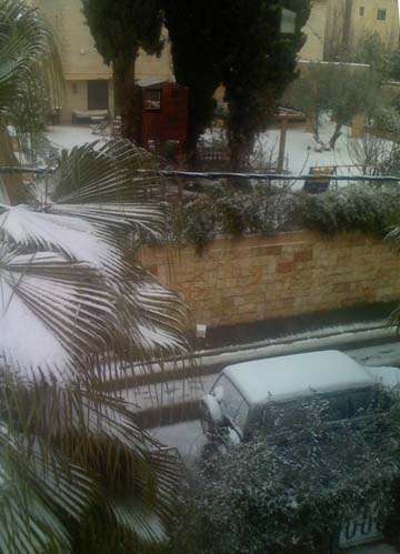 A palm tree with snow A palm tree with snow