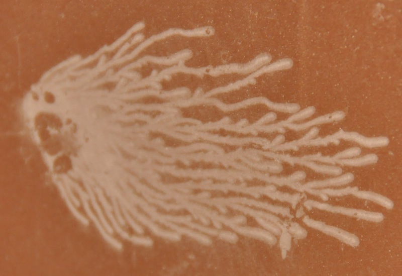 Dust Dendrites on nylon