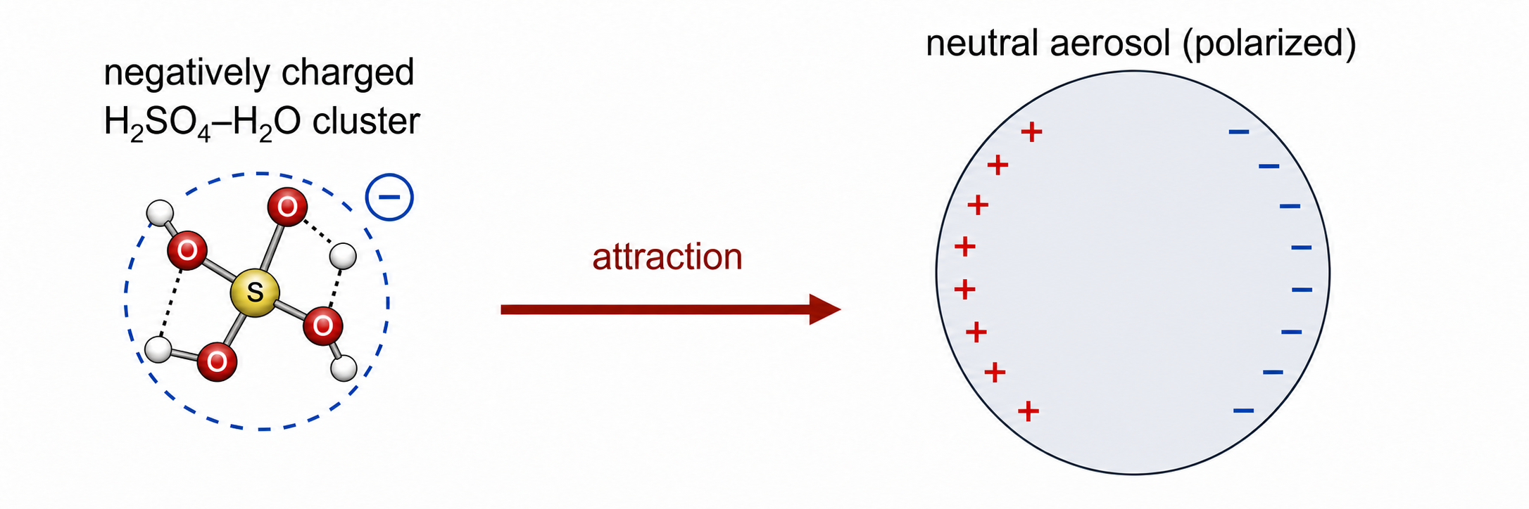 A negatively charged sulfuric-acid and water cluster attracted to a polarized neutral aerosol