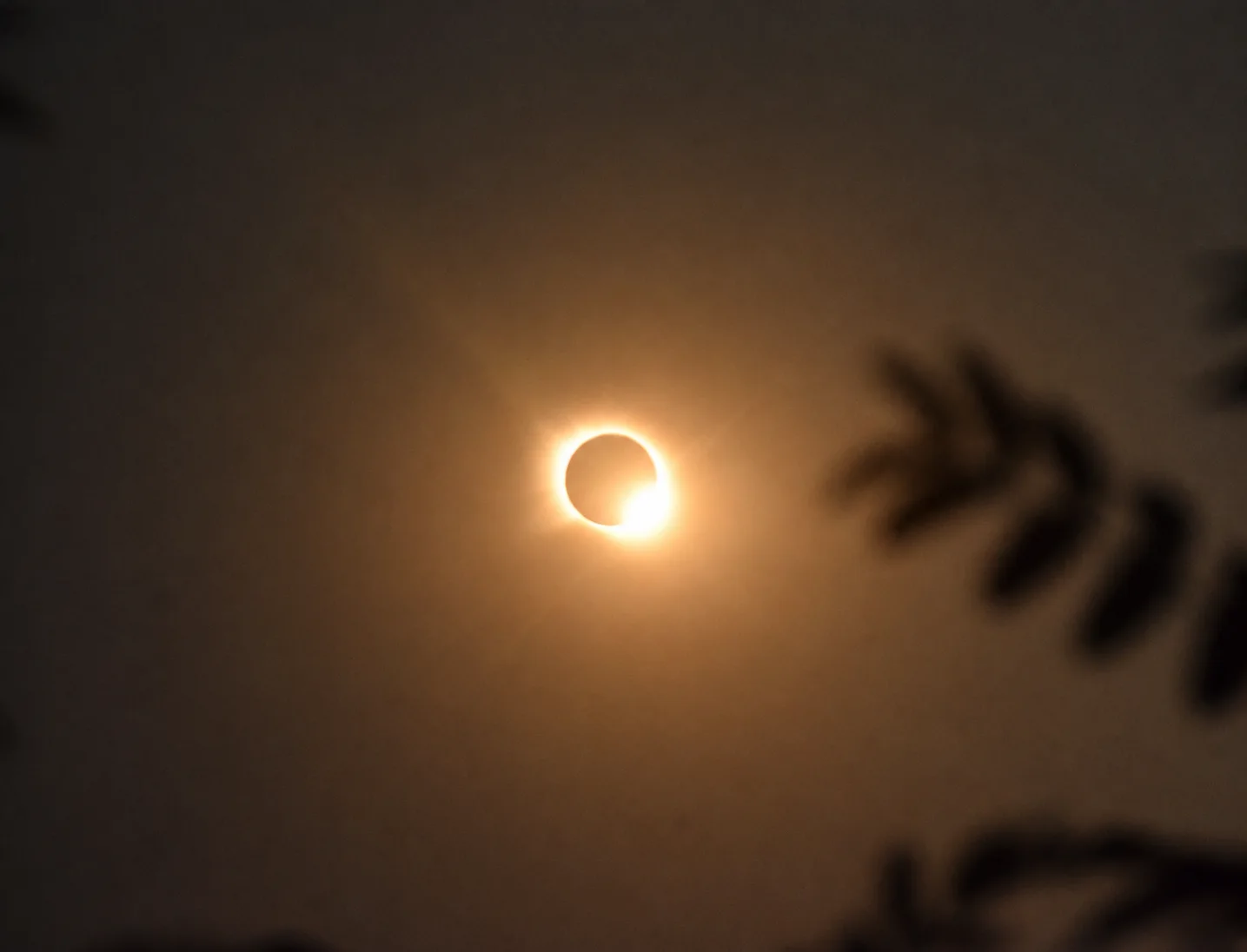 The first bright portion of the Sun returning at the end of totality above silhouetted leaves