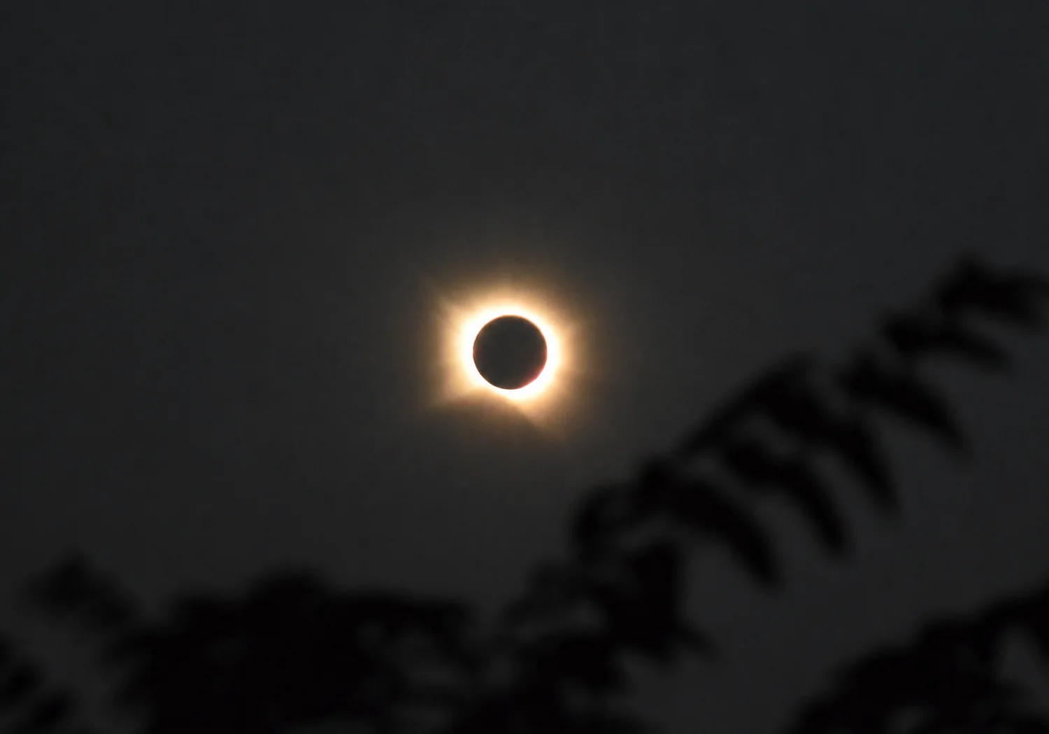 The dark disk of the Moon surrounded by the solar corona above silhouetted leaves